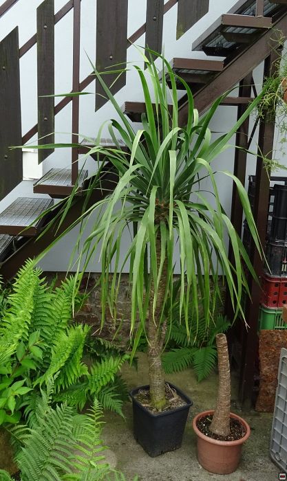 Dracaena_draco 180cm.jpg